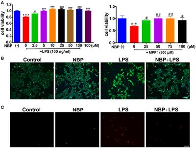 Corrigendum: Dl-3-n-Butylphthalide Exerts Dopaminergic Neuroprotection Through Inhibition of Neuroinflammation